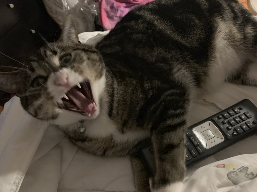 Cat meowing at the camera